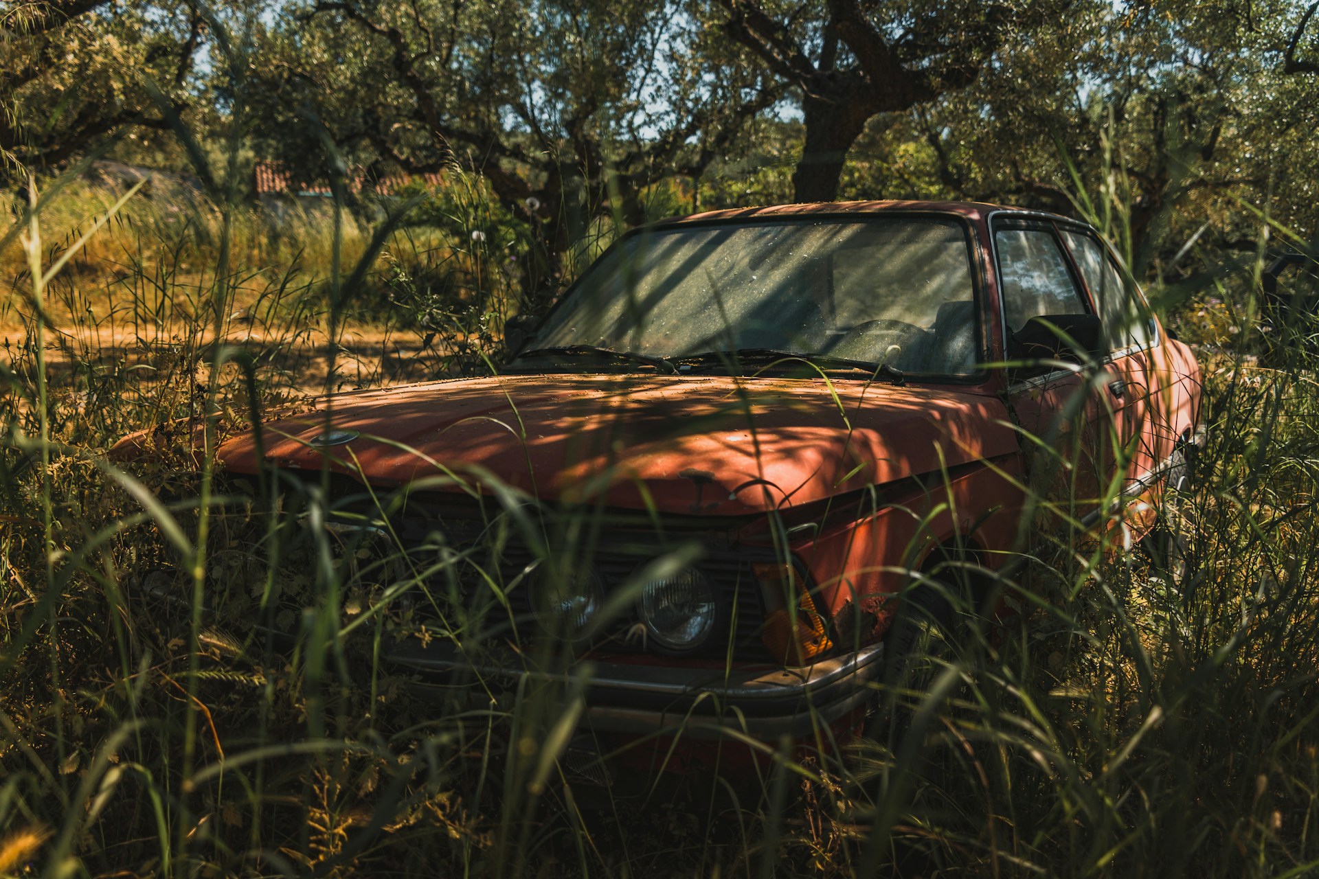 abandoned damaged sedan under a tree